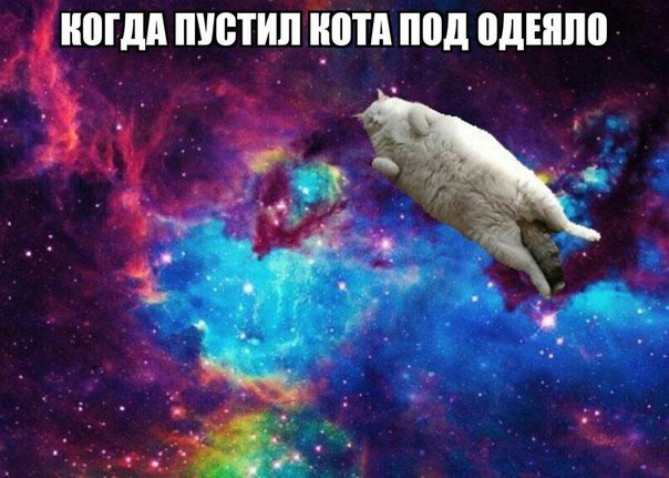 Мой кот, мои правила!