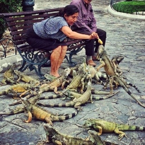 Божьи твари