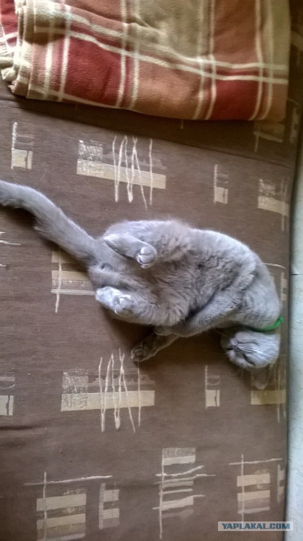 Котовторник 27.09.16
