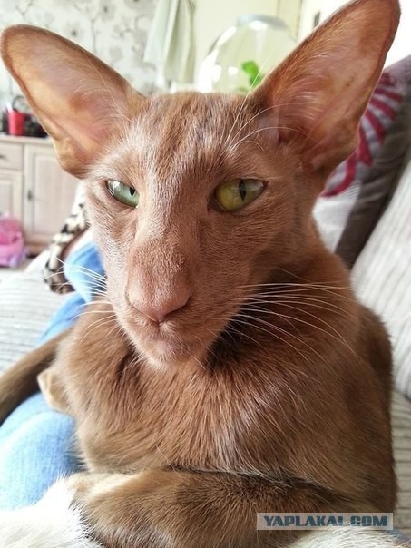 Кот грузинский