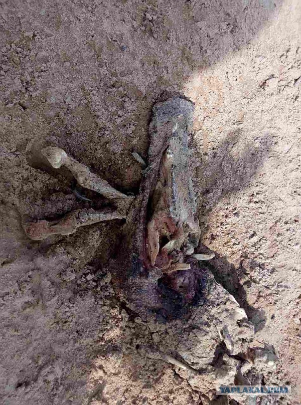 Что-то жрёт крокодилов на Ладоге. Ужс.