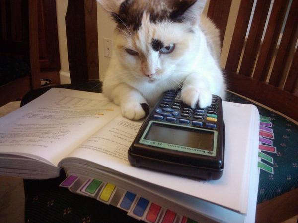 Коты и Кошки