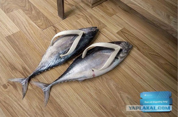 Массовая гибель макрели... на трассе!