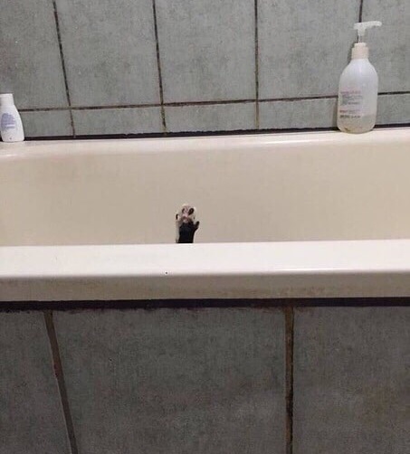Прикольных котов пост