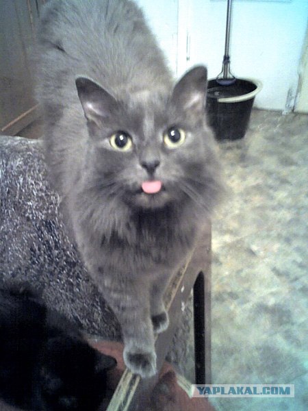 Котовторник - С праздником, котоводы!