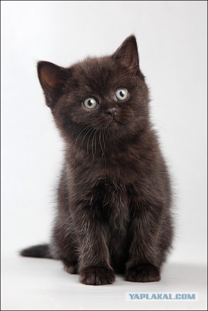 It's Catursday Fever! (Котовторник)