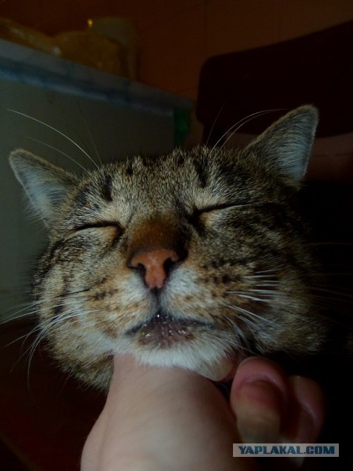 Котовторник уже сегодня!