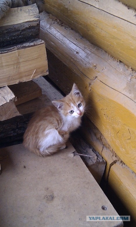 Котовторник 06.09.11