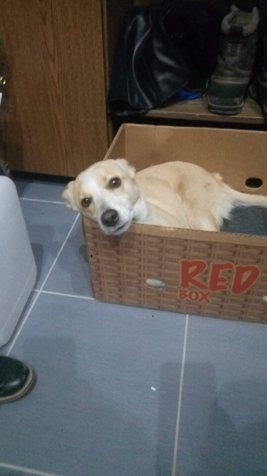Живность из сети