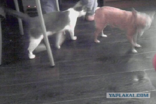Котовторник! 13.03.2012