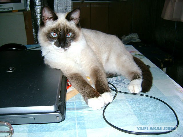Котовторник 17.04.2012