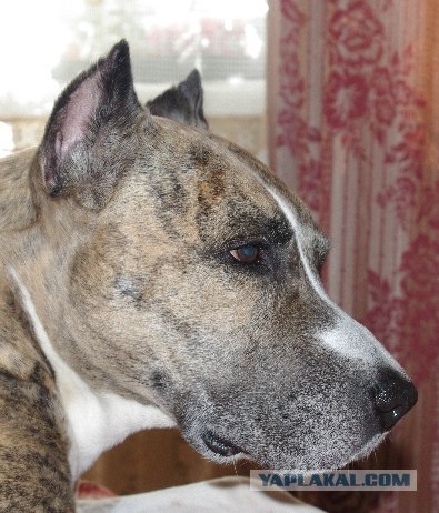 Геройский пёс