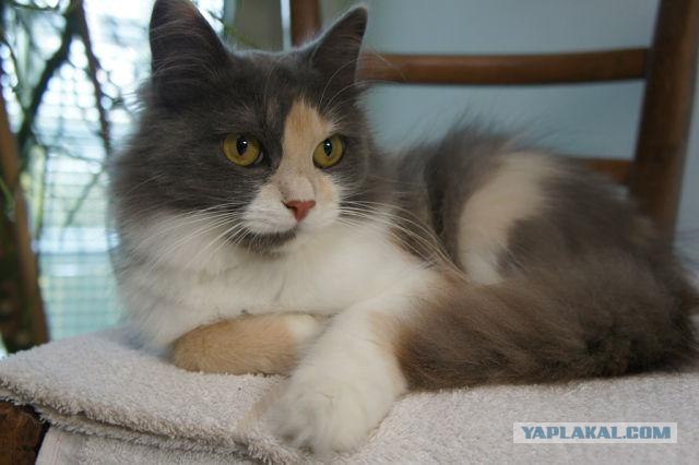 Из России в Германию