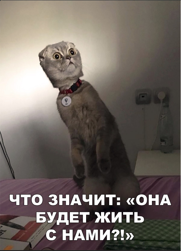 Забавные фото котеек