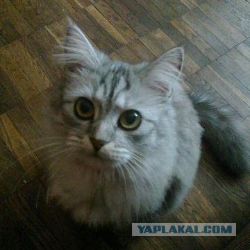 Собако четверг же