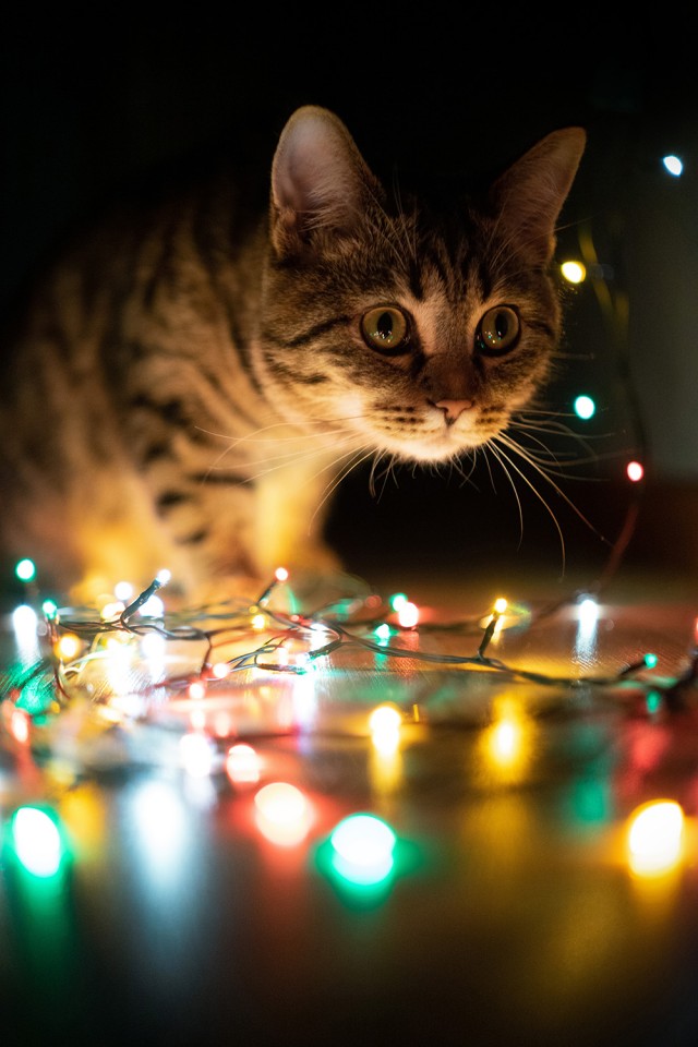 Моя красотка