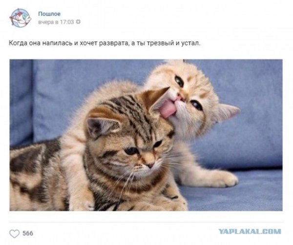 Картинки и мемы для настроения 005