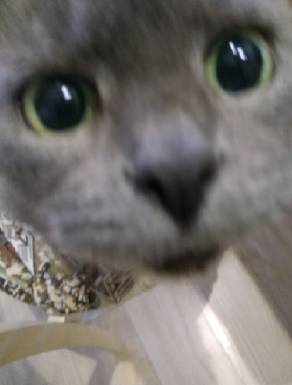 Котики не имеют национальности!!