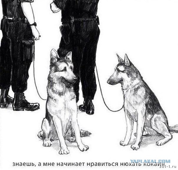 Как проверяют содержания пакета с кокаином в Аргентине.