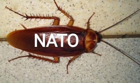 «Трехдневная операция». Конгрессмен США считает, что НАТО быстро победит Россию