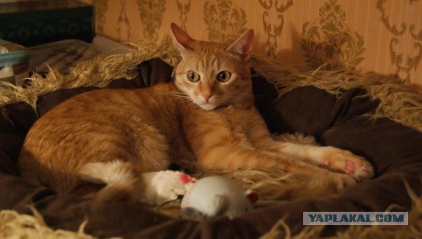 Котовторник 09.04.2013