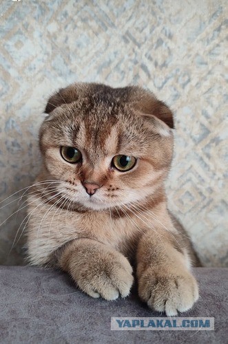 У меня в семье пополнение