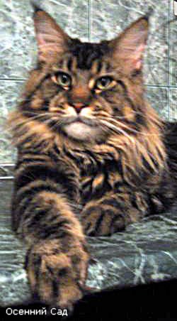 Мои мейн куны