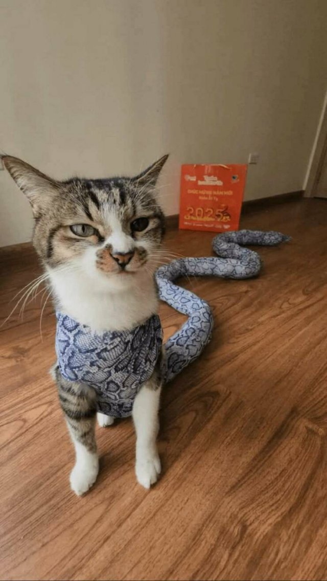 К котовторнику: подборка картинок-баянов с котиками и про котиков. Выпуск 8