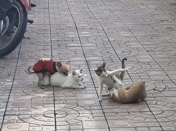 Защитили котенка