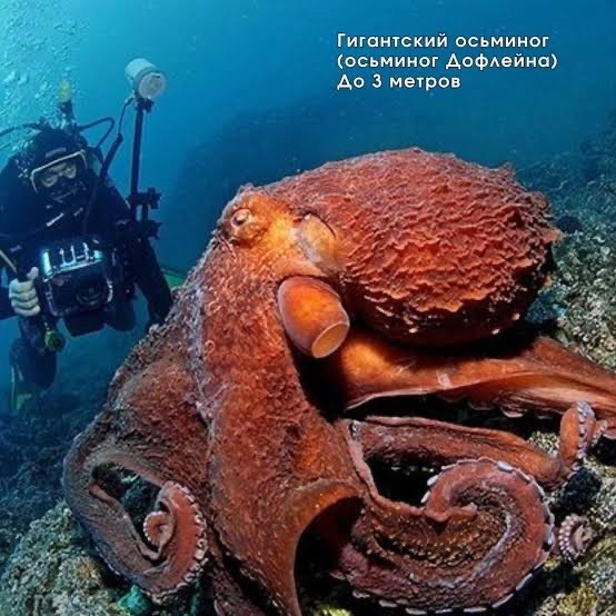 Всемирный день осьминога