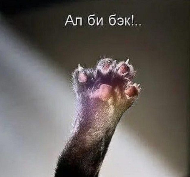 Подборка картинок-баянов с котиками и про котиков. Выпуск 21