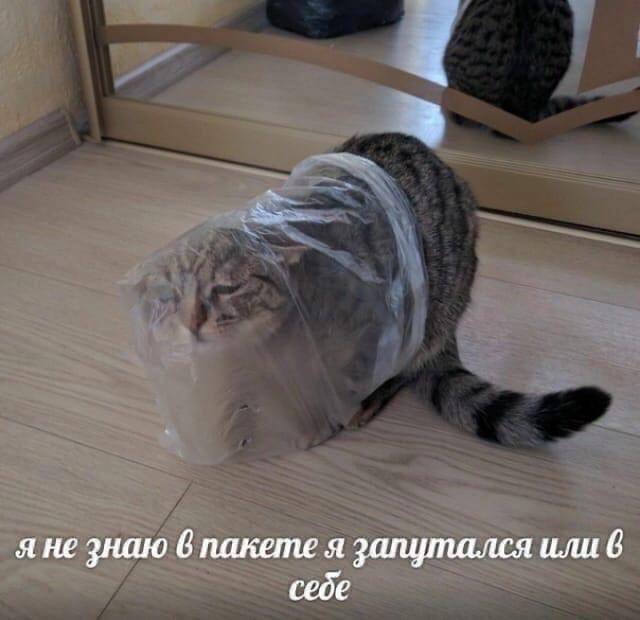 Дегрономикон 4
