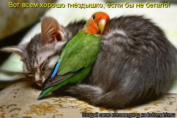 Общительный попугай не дает поспать.