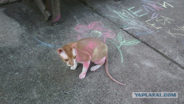 Котовторник 10.06.2014