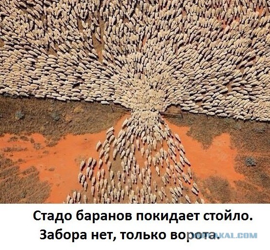 Прикольные пикчи