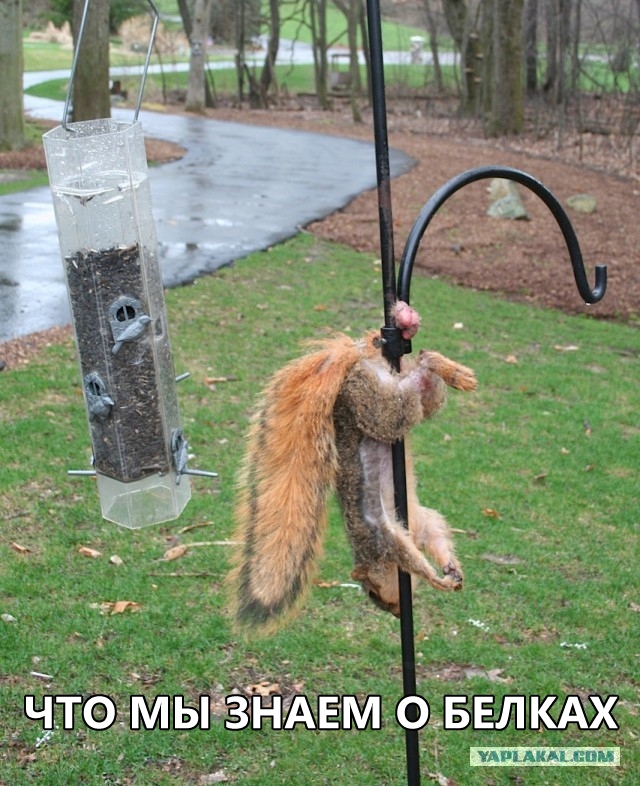 Беличий король или история спасения белок