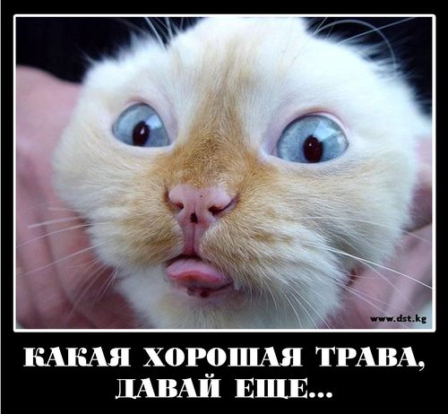 Разная фигнюшка