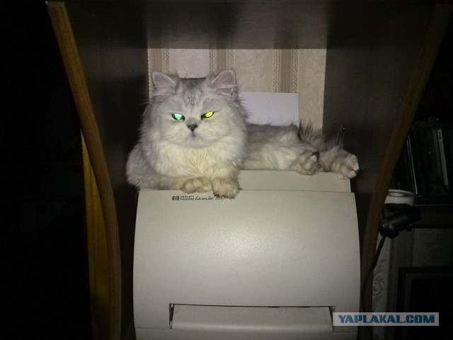 Котовторник 24.03.2015