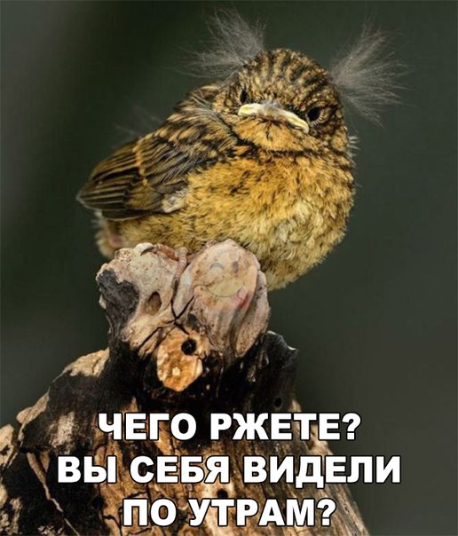 Картинки и демотиваторы
