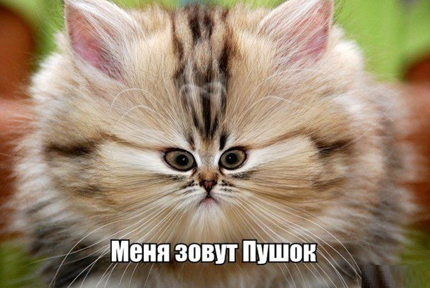 Веселые картинки