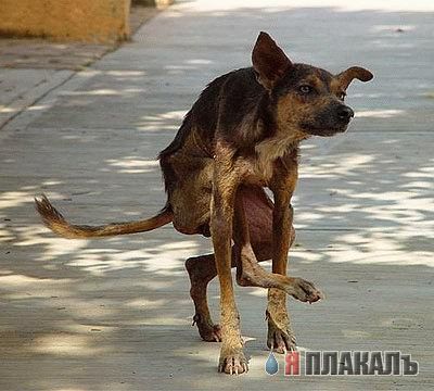 СОБАКИ и ЩЕНКИ. Все про собак!