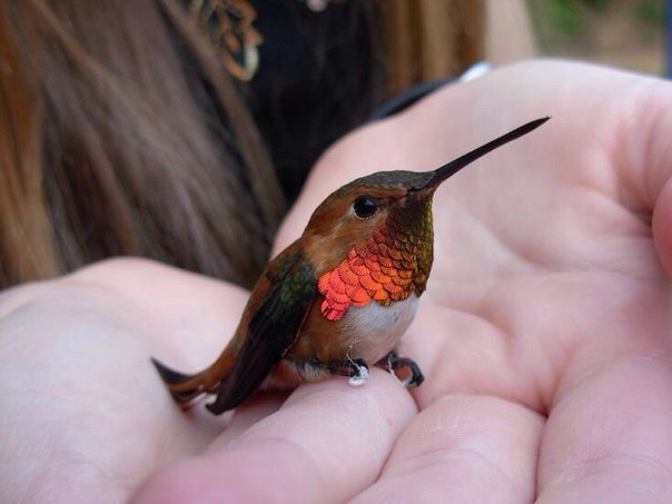 Подборка картинок 29.02.16