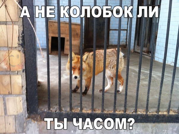 Мохнатые беспредельщики