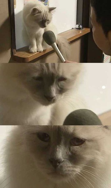 Мохнатые беспредельщики