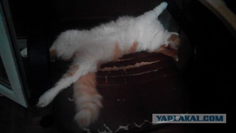 Котовторник 17.05.2016