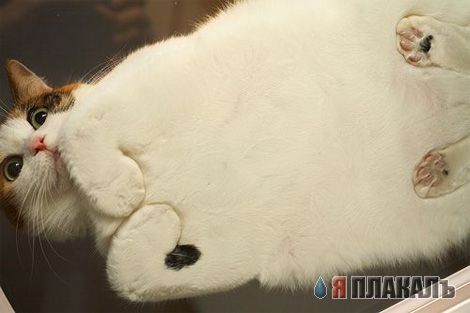 Котомет на вторник - супер подборка котов! (22.01)