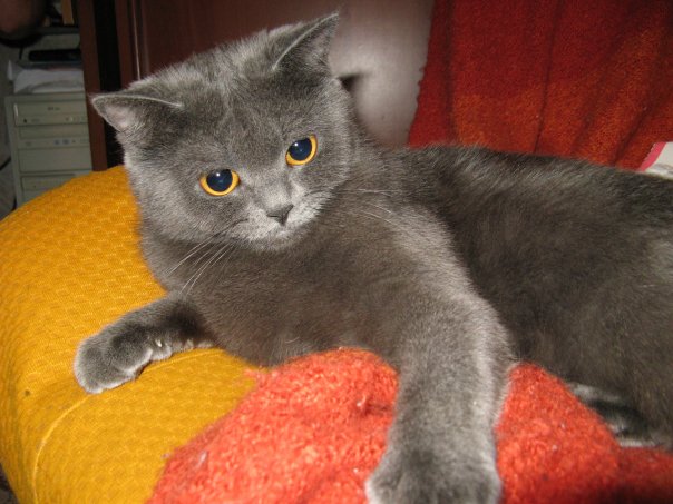Котовторник на ЯПе (29.01)