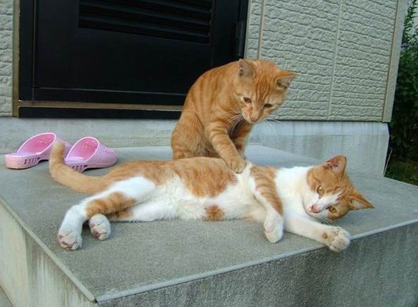 Коты из сети