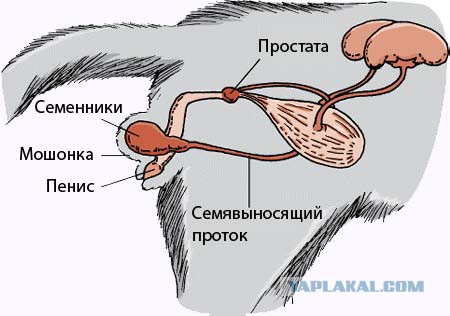 Один парень решил поймать своего кота на воровстве, а поймал на мокрухе