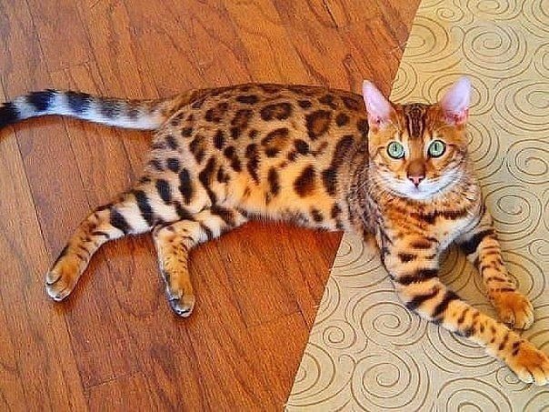 Коты и Кошки